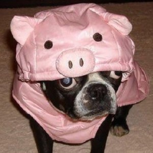PigDog2